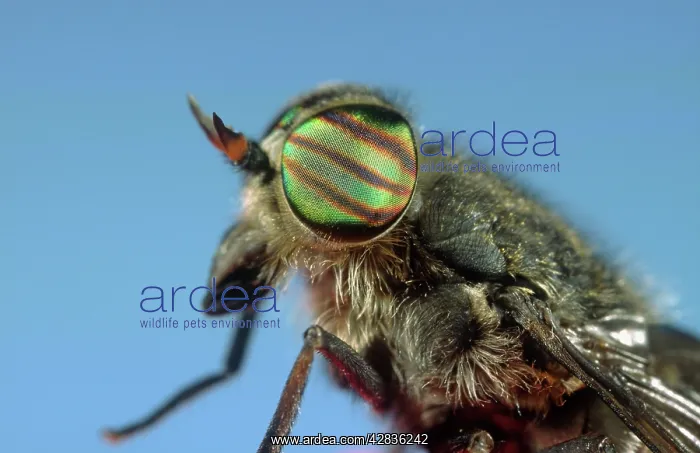 : Horsefly - showing banded eyes : Horsefly - showing banded eyes