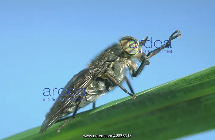 : Horsefly - showing banded eyes : Horsefly - showing banded eyes