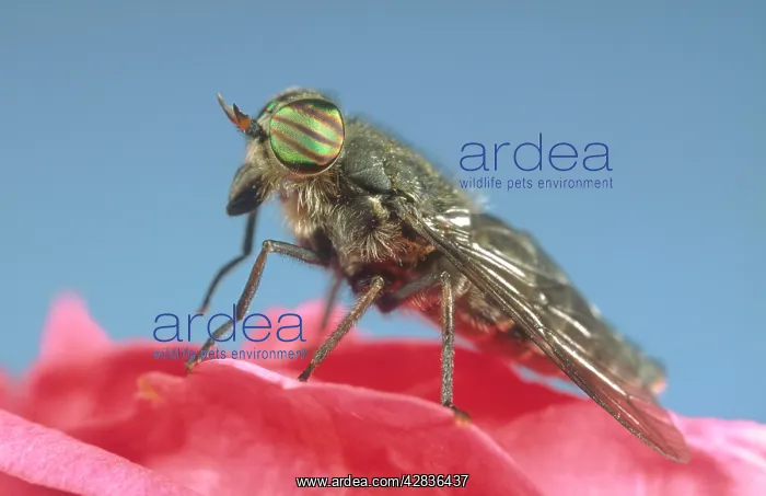: Horsefly - Showing banded eyes : Horsefly - Showing banded eyes