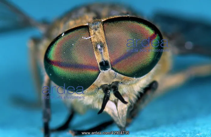 : HORSEFLY - Showing large colourful eyes : HORSEFLY - Showing large colourful eyes
