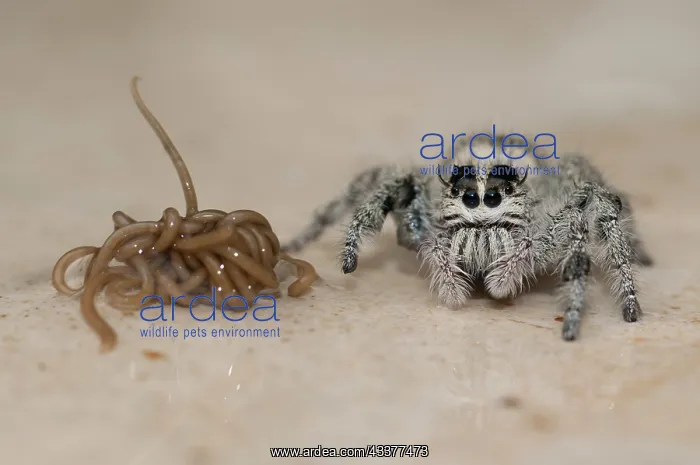 : Horsehair Worm : Horsehair Worm