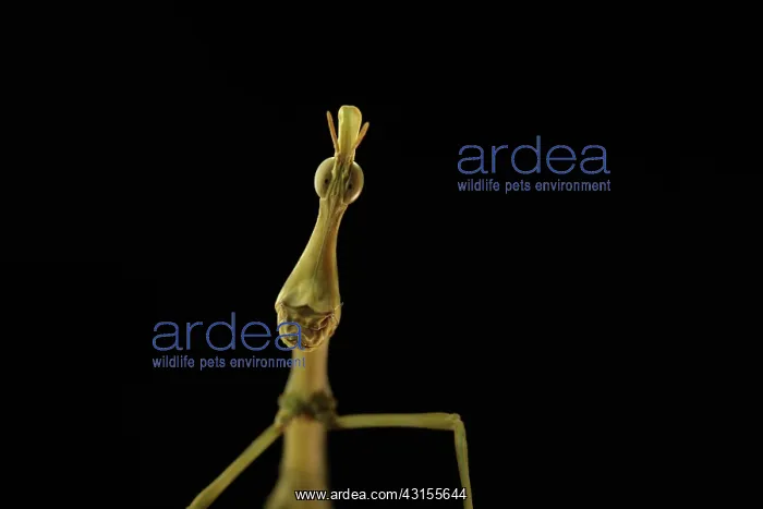 : Horsehead Grasshopper : Horsehead Grasshopper