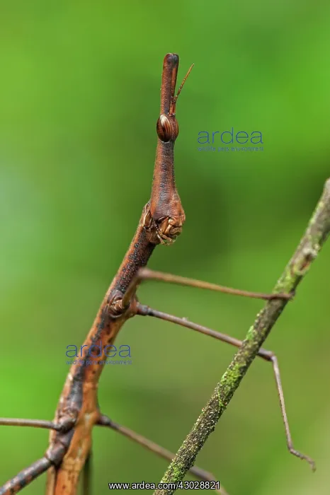 : Horsehead Grasshopper, Superagui National Park : Horsehead Grasshopper, Superagui National Park