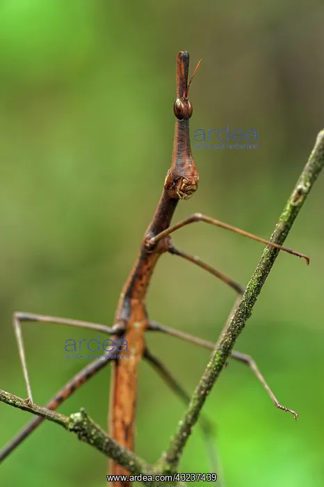 : Horsehead Grasshopper, Superagui National Park : Horsehead Grasshopper, Superagui National Park
