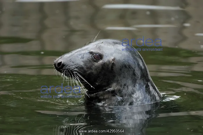 : Horsehead / Grey Seal - Popping up from water : Horsehead / Grey Seal - Popping up from water