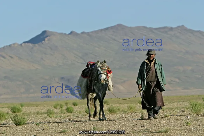 : Horseman in Tso Kar basin : Horseman in Tso Kar basin