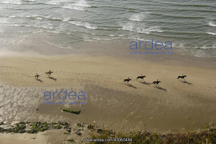 : Horsemen galloping on a beach at the foot of cliffs : Horsemen galloping on a beach at the foot of cliffs