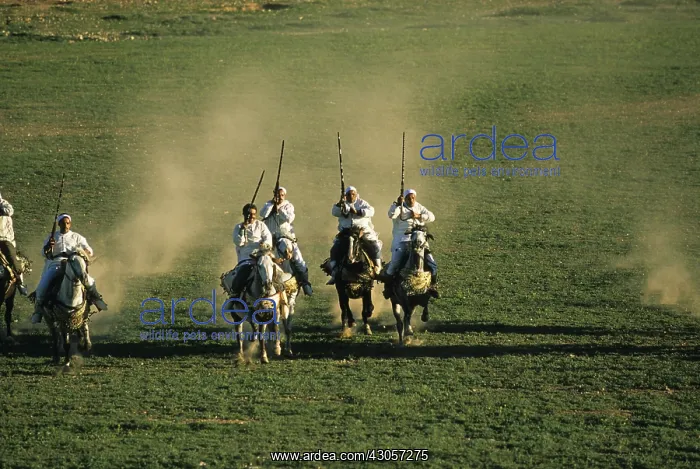 : Horsemen riding in an equestrian fantasia in Morocco : Horsemen riding in an equestrian fantasia in Morocco
