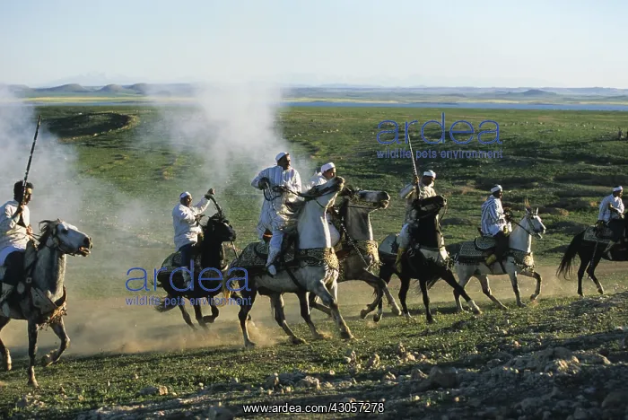 : Horsemen riding in an equestrian fantasia in Morocco : Horsemen riding in an equestrian fantasia in Morocco