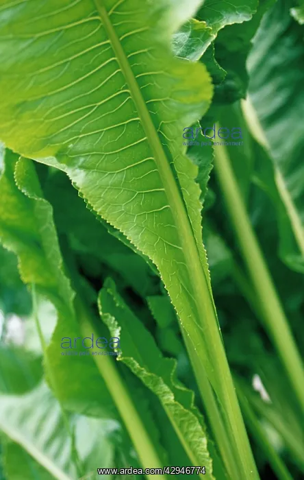 : Horseradish : Horseradish