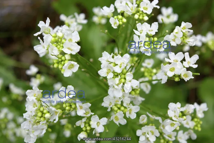 : Horseradish : Horseradish