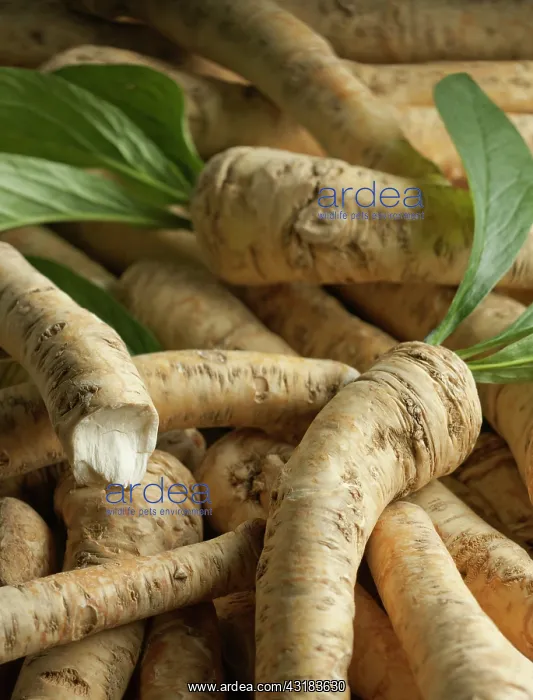 : Horseradish, Armoracia rusticana, Top view of several : Horseradish, Armoracia rusticana, Top view of several