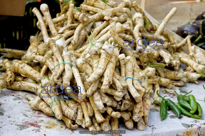 : Horseradish roots for sale at Sigishoara fruit : Horseradish roots for sale at Sigishoara fruit