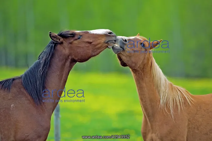 : Horses - Arabian Bay and chestnut gelding playing : Horses - Arabian Bay and chestnut gelding playing