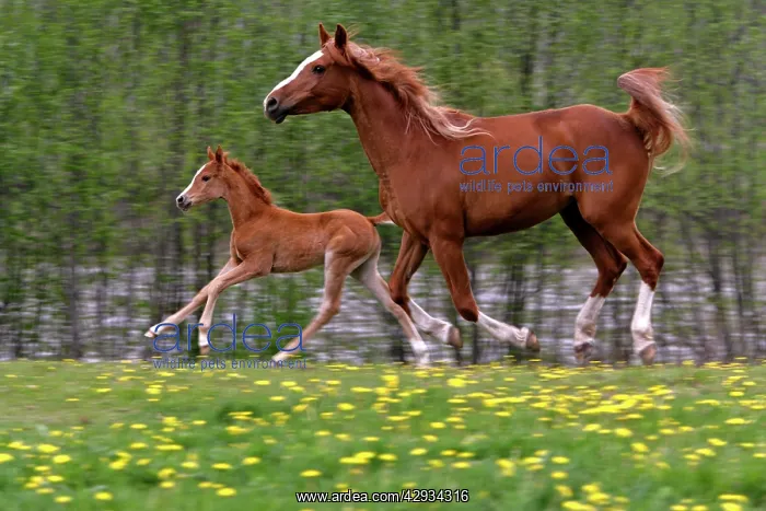 : Horses - Arabian Mare and Foal gallopingSin spring meadow : Horses - Arabian Mare and Foal gallopingSin spring meadow