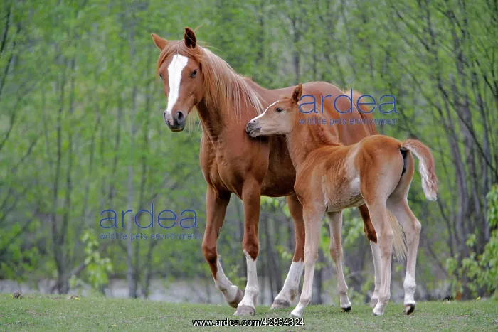 : Horses - Arabian Mare and Foal in meadow : Horses - Arabian Mare and Foal in meadow