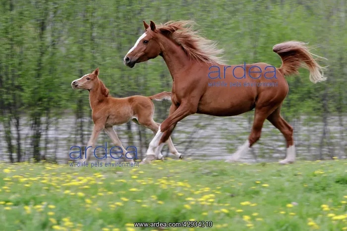 : Horses - Arabian Mare and Foal runningSin spring meadow : Horses - Arabian Mare and Foal runningSin spring meadow