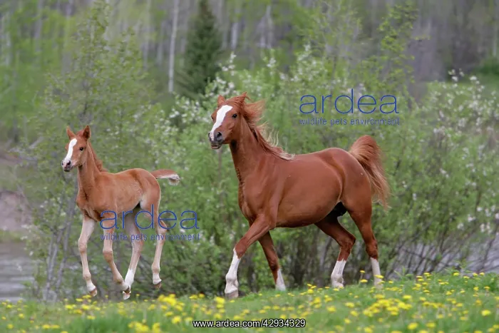 : Horses - Arabian Mare and Foal runningSin spring meadow : Horses - Arabian Mare and Foal runningSin spring meadow