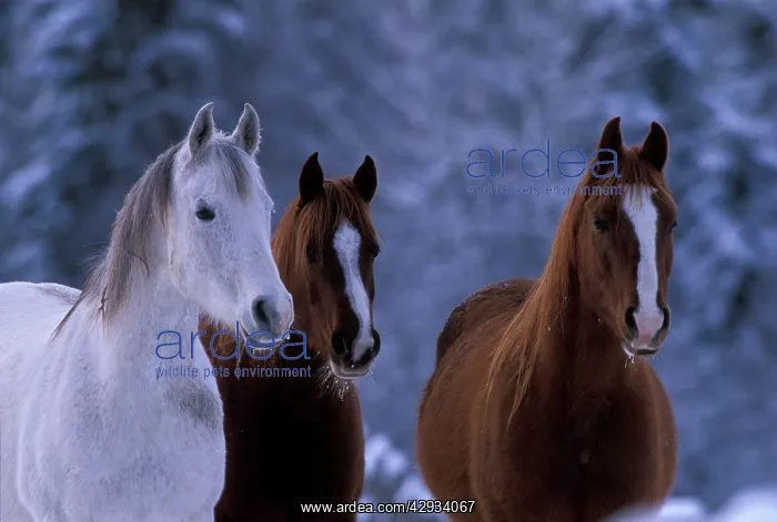 : Horses - Three Arabian Mares standing together : Horses - Three Arabian Mares standing together