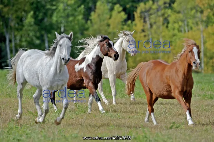 : Horses, Arabian, Paint and Quarterhorse running : Horses, Arabian, Paint and Quarterhorse running
