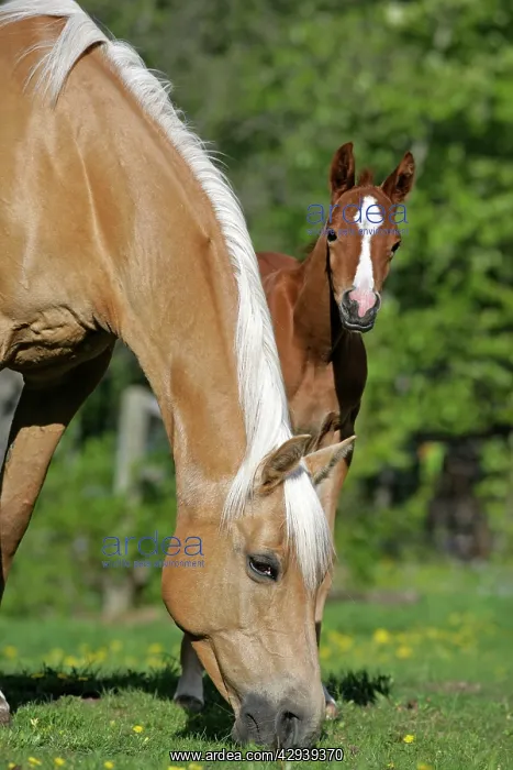 : Horses - Arabian Palomino Mare and Foal in meadow : Horses - Arabian Palomino Mare and Foal in meadow