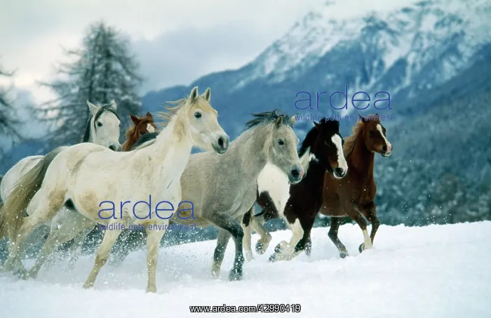 : Horses - Arabian - Piebald (Tinker) - and Swiss : Horses - Arabian - Piebald (Tinker) - and Swiss
