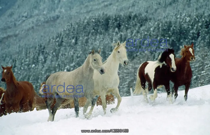 : Horses - Arabian - Piebald (Tinker) - and Swiss : Horses - Arabian - Piebald (Tinker) - and Swiss