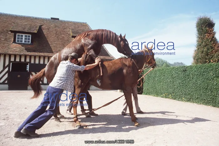 : HORSES - ASSISTED COVERING : HORSES - ASSISTED COVERING