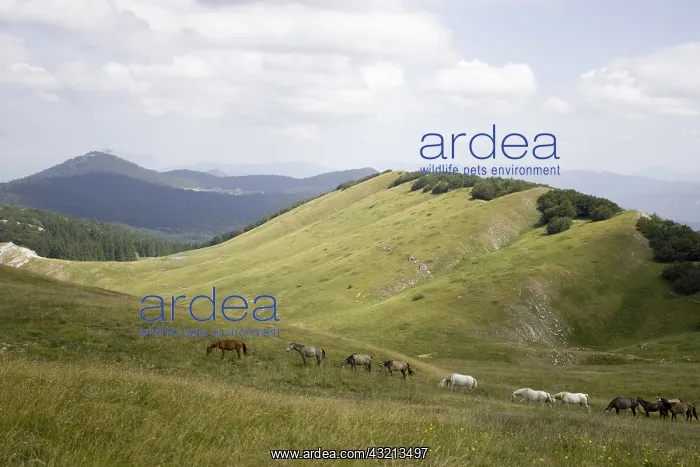 : Horses Barbe Vercors Plateau France : Horses Barbe Vercors Plateau France