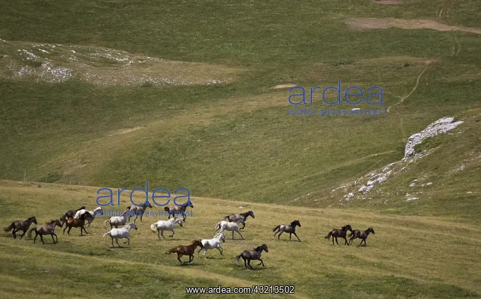 : Horses Barbe Vercors Plateau France : Horses Barbe Vercors Plateau France
