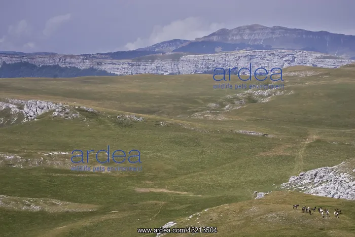 : Horses Barbe Vercors Plateau France : Horses Barbe Vercors Plateau France