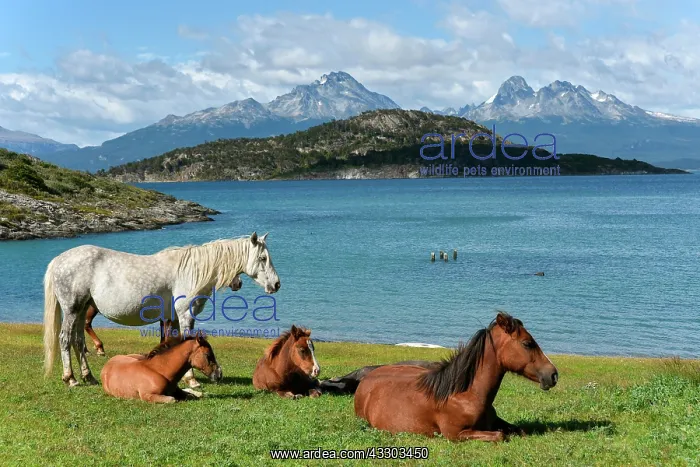 : Horses at Beagle Canal in Tierra del Fuego National : Horses at Beagle Canal in Tierra del Fuego National