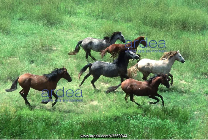: HORSES - BRUMBIES, wild herd galloping : HORSES - BRUMBIES, wild herd galloping