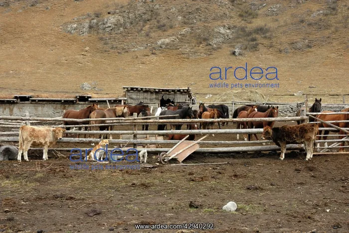: Horses & Cattle - Farmer Ranch : Horses & Cattle - Farmer Ranch
