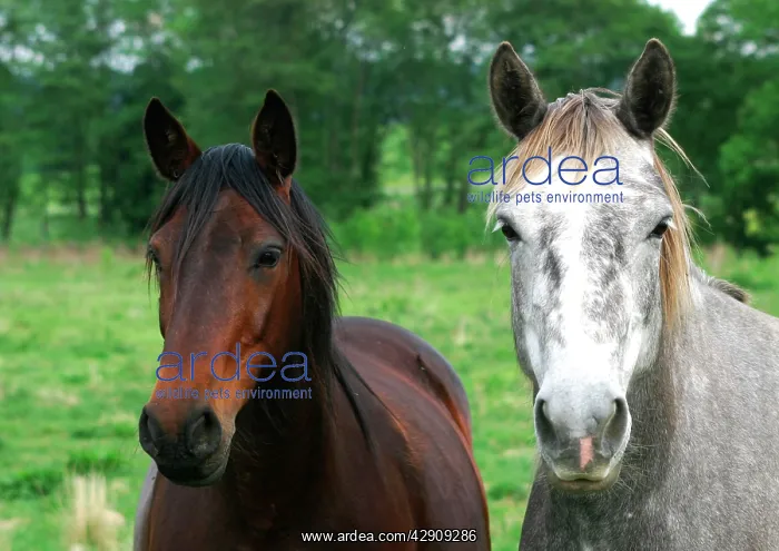  : Horses - one Chestnut and one Grey