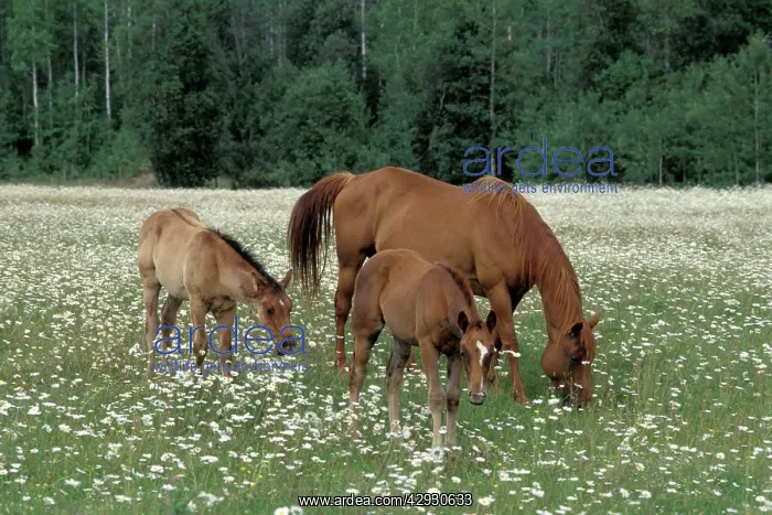 : Horses - Chestnut Mare with twin foals at summer : Horses - Chestnut Mare with twin foals at summer