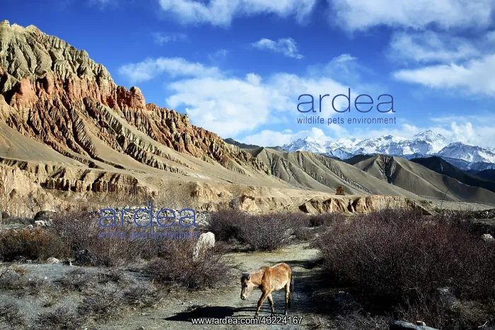 : Horses and cliffs near Dhakmar - Upper Mustang Nepal : Horses and cliffs near Dhakmar - Upper Mustang Nepal