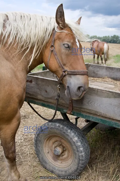 : Horses Comtois drought in meadow Ensisheim Haut-Rhin : Horses Comtois drought in meadow Ensisheim Haut-Rhin
