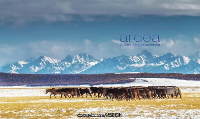 : Horses in Darkhad depression and Khoridol saridag : Horses in Darkhad depression and Khoridol saridag