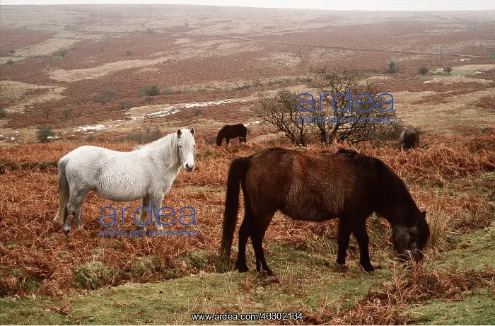  : HORSES - DARTMOOR PONIES - grazing in bracken