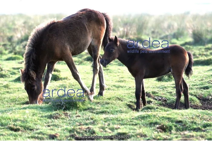 : HORSES - Dartmoor ponies, mother with foal : HORSES - Dartmoor ponies, mother with foal