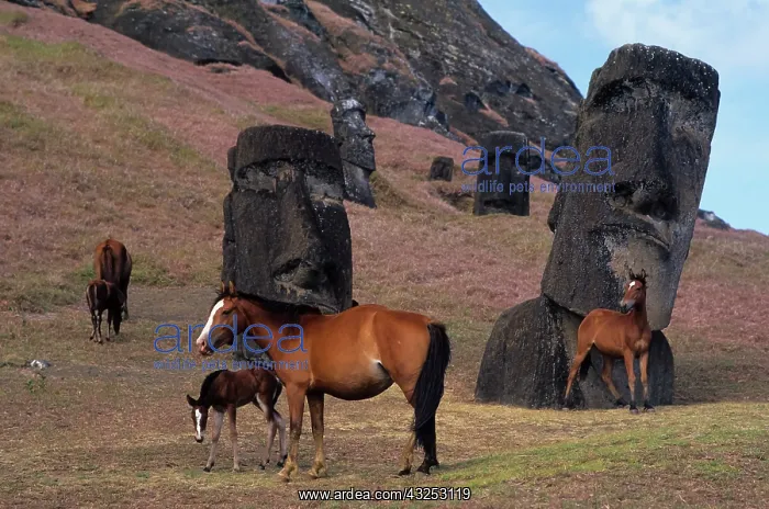 : Horses on easter Island : Horses on easter Island