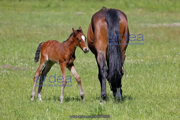 : Horses (Equus caballus), mare and foal, animal child : Horses (Equus caballus), mare and foal, animal child