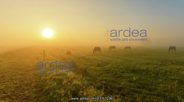 : Horses (Equus caballus) standing in foggy grassland during sunrise : Horses (Equus caballus) standing in foggy grassland during sunrise