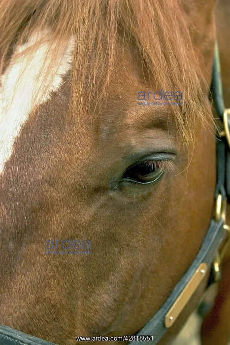  : Horse's eye. Close-up
