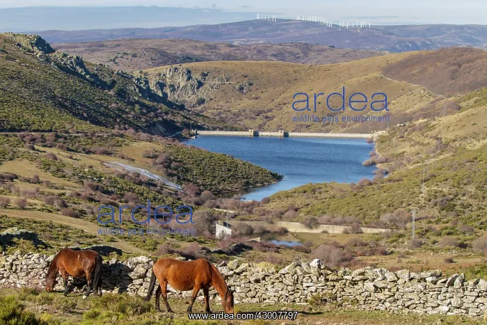: Horses feeding in field Mount Abantos, Sierra de : Horses feeding in field Mount Abantos, Sierra de