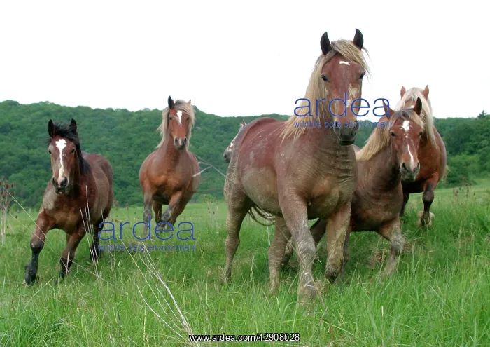  : Horses - in field, running