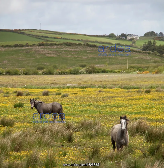 : Two horses in a field of yellow wildflowers : Two horses in a field of yellow wildflowers