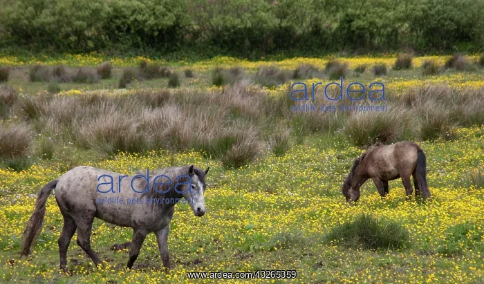 : Two horses in a field of yellow wildflowers : Two horses in a field of yellow wildflowers
