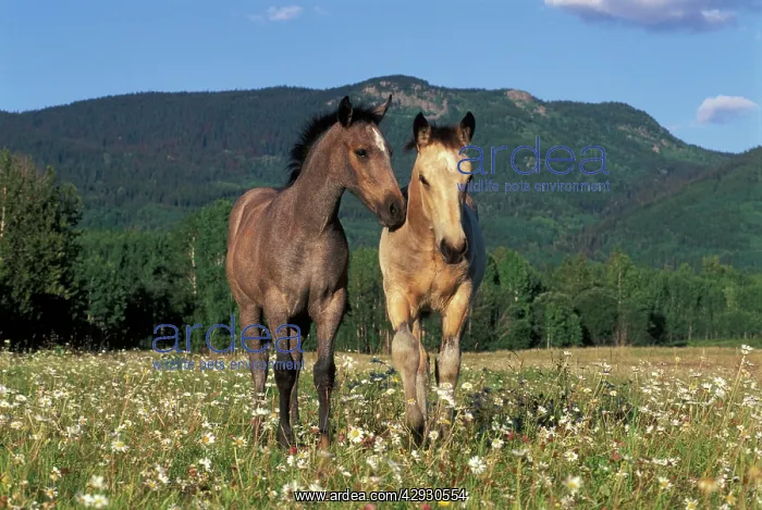 : Horses - Two Fillies together in meadow of daisies : Horses - Two Fillies together in meadow of daisies